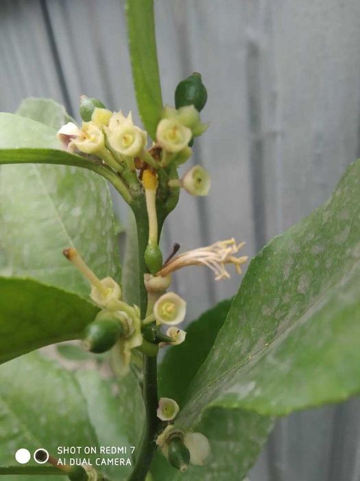 Sifatli yetishtirilgan ertapishar limon kochatlari