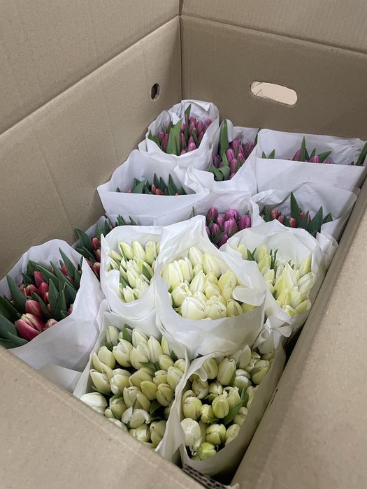Тюльпаны оптом и в розницу