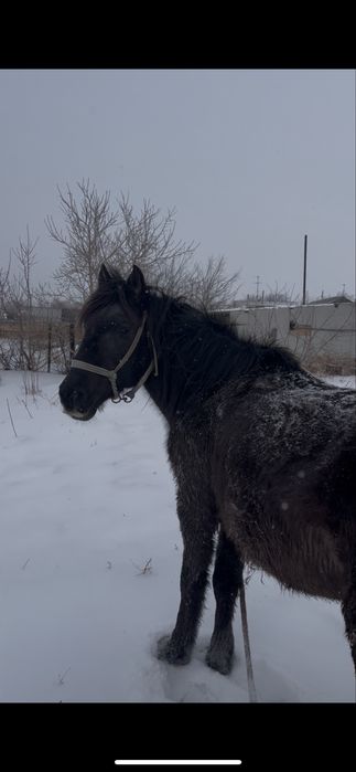 Айғыр семіз,айғырлығы мықты