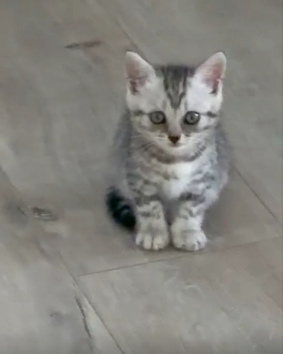 Шотландские кошки британский