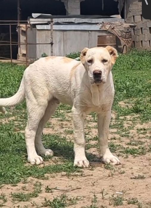 Сао  Еркек 3,5 айлық супер тяж