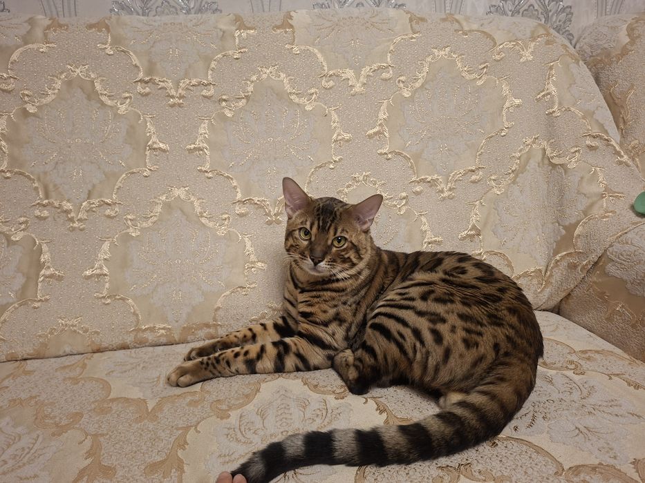 Кот бенгал на вязку
