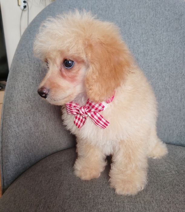 Той/Мини пудел момченце