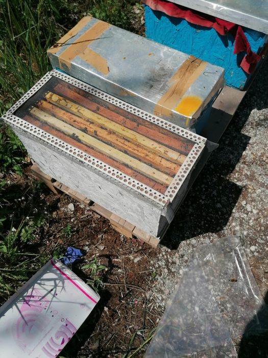 Продавам Пчелни отводки 60 евро