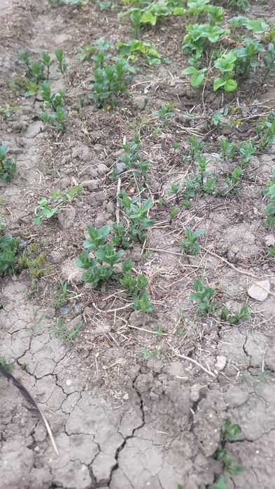 Клубника рассадасы сатылады