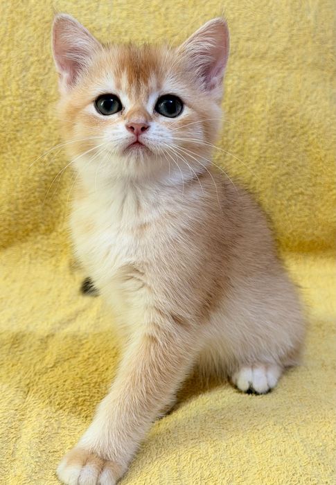 Продаются котята