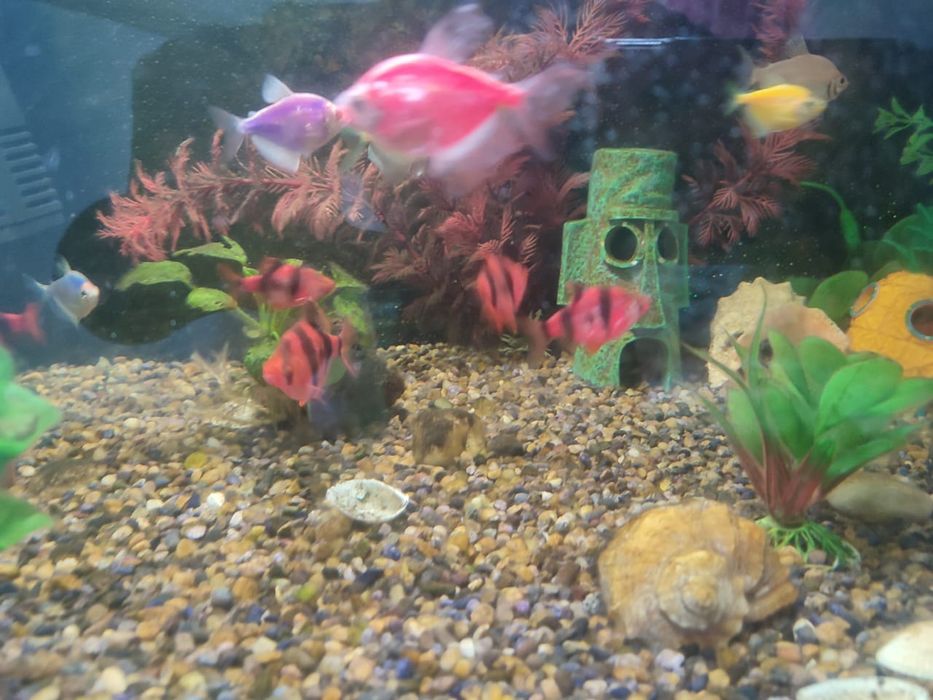 Укомплектованный аквариум