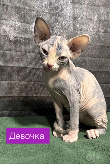 Продаются Канадские сфинксы