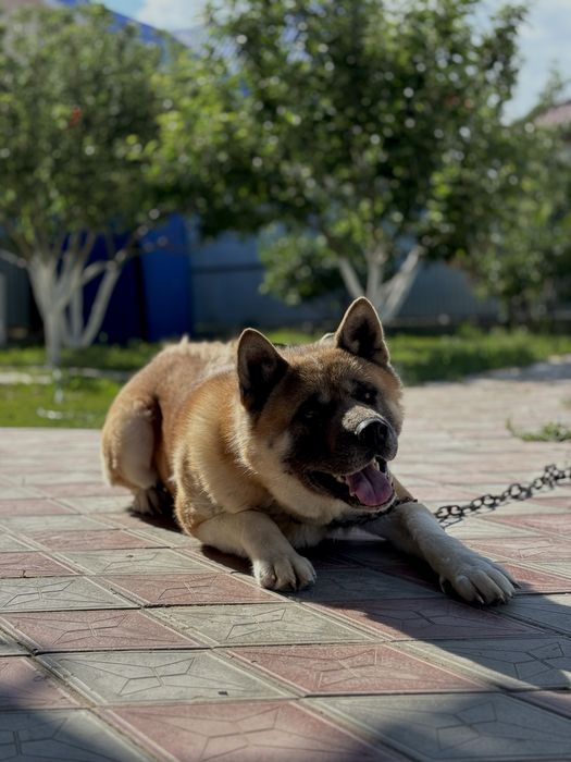 Вязка Американская Акита