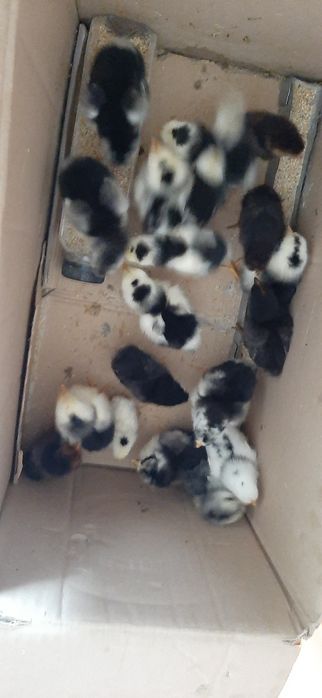 Pui rasa pita pinta asturiana