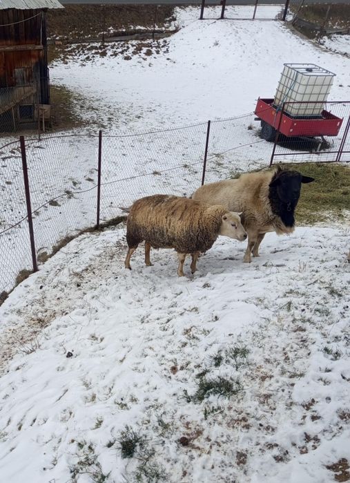 Vând oaie  Texal si un berbec Dorper