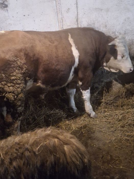 Vand taur pret negociabil