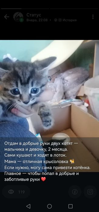 Есть мальчик и Девочка, мать крысолов