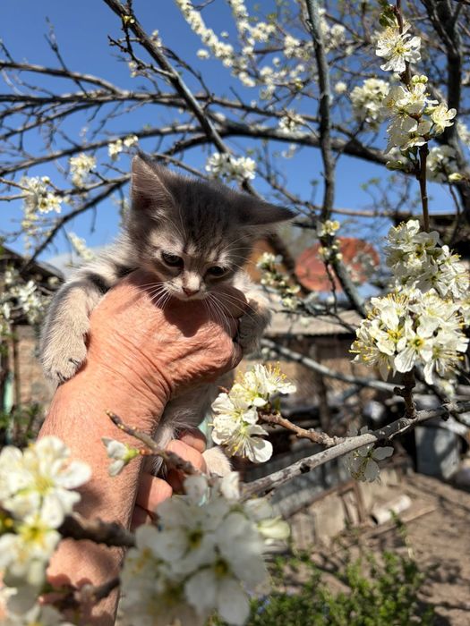 Отдам котят бесплатно