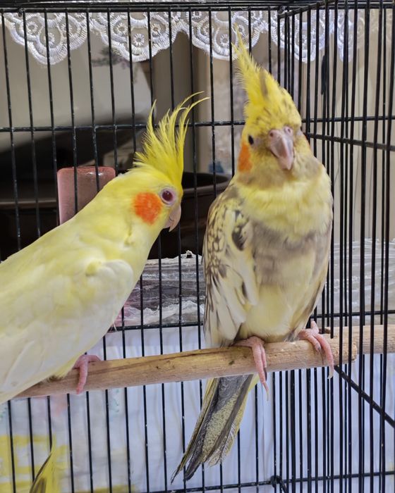 Karella Qushlar Sotiladi