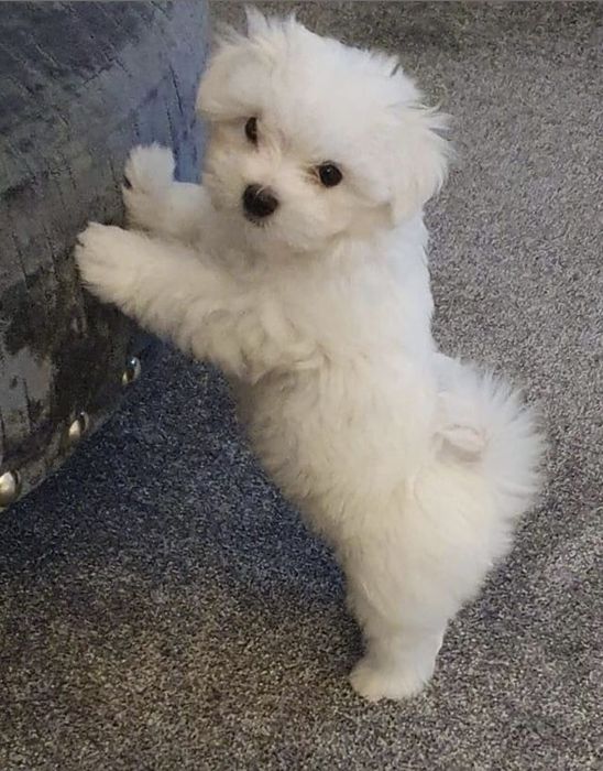 Bichon Maltez B F