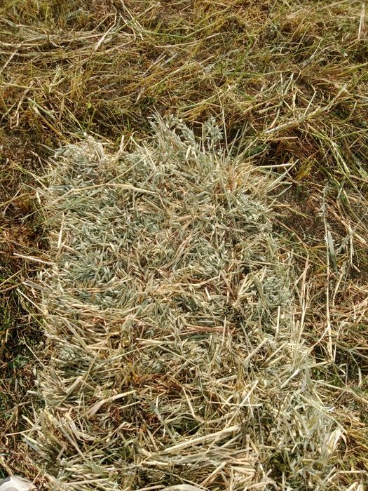 Продам сено овёс с люцерной