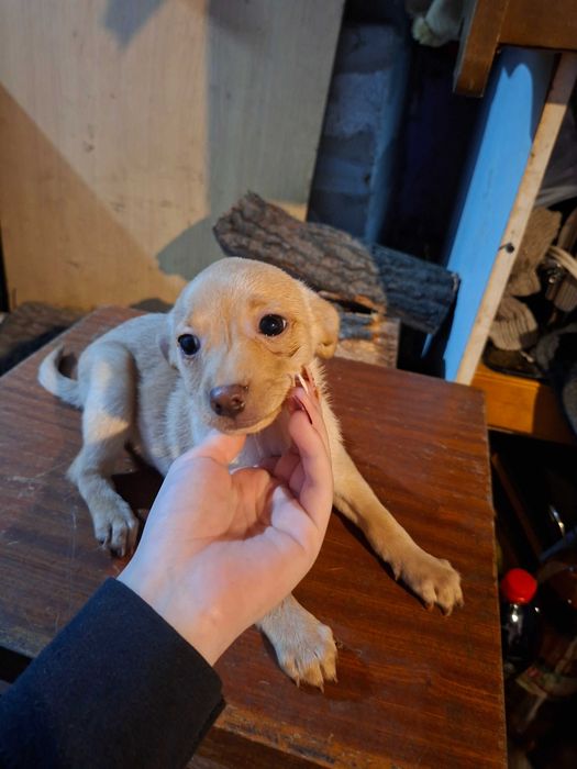 Продавам пинчери