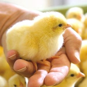 Продаётся домашние цыплята