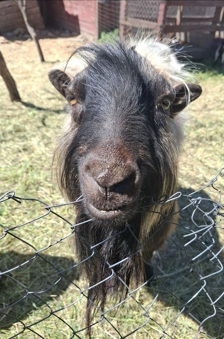 CAPRE , IEZI  și un ȚAP de vânzare URGENT !