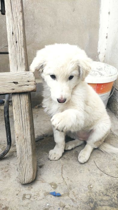 Щенок в добрые руки