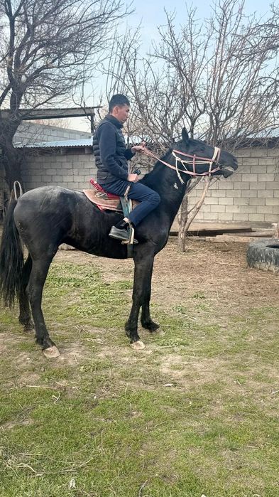 Жылқы дөнен шығар