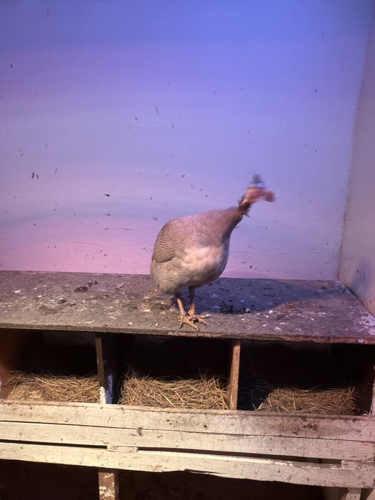 Инкубационные яйца цесарки