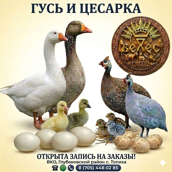 Цесарка (цесярята)микс окрасов