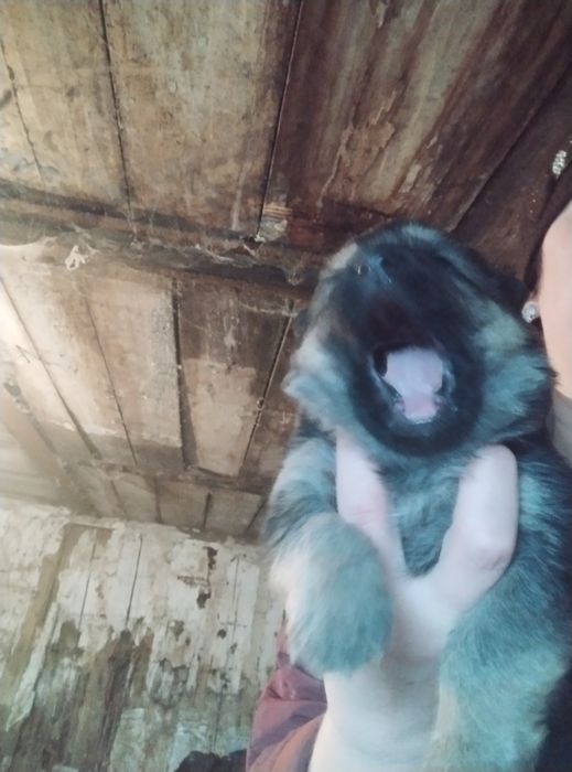 Продам щенков немецкой овчарки