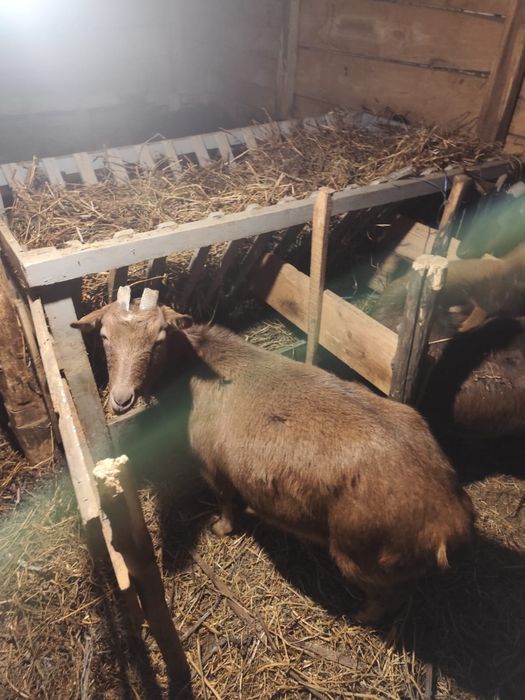 Vad capre (alpine )!