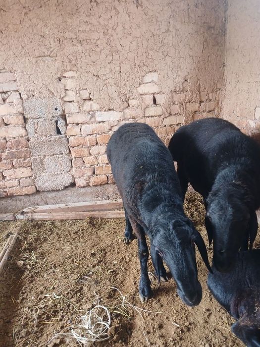 Qurbonlikka qoy soymoqchi boganla