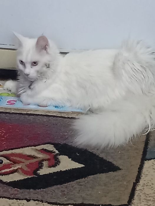 Продается кошка порода мейн кун ( девочка).