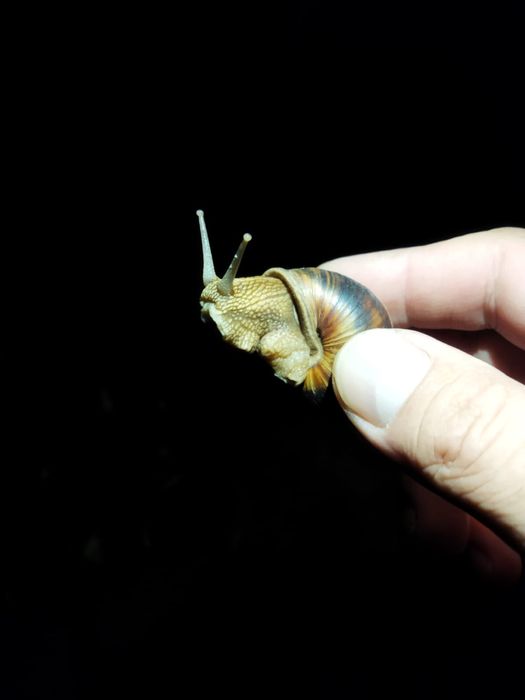 Ахатины гигантские улитки продам