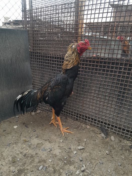 Бойцовский петухи хорошых кровеи на бои Туляки есть джуджики