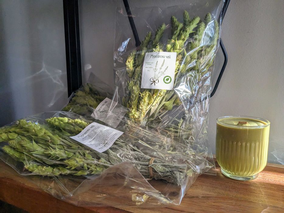 Мурсалски чай. Sideritis scardica