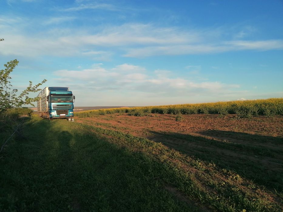 Miere de rapiță en gross