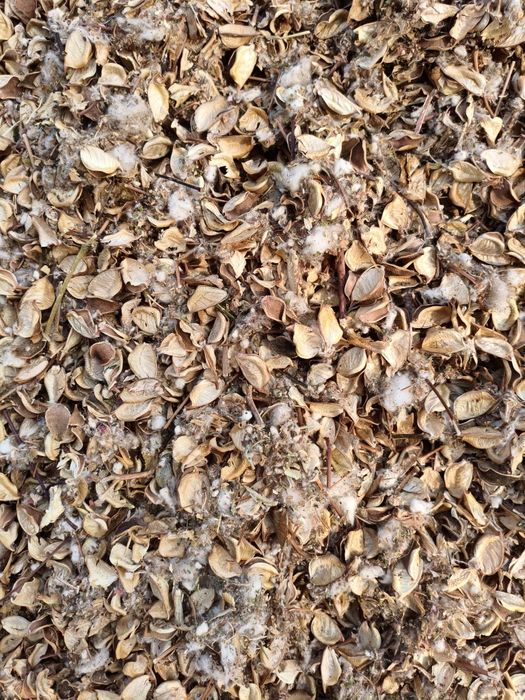 Пахта маҳсулоти ем