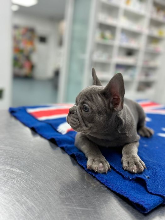 Bulldog francez mascul blue