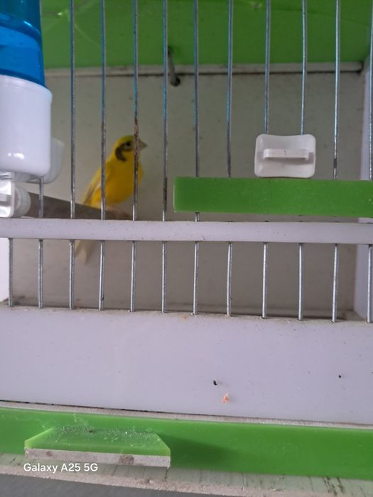 Kanareyka  idishi bilan