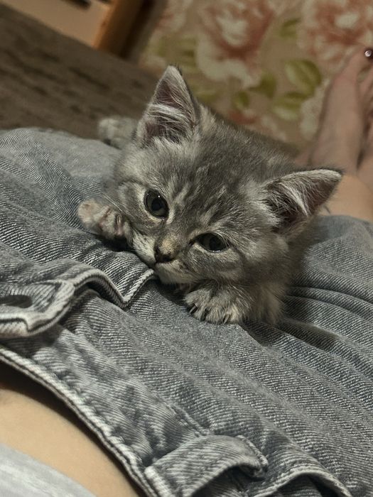 котенок Скоттиш страйт