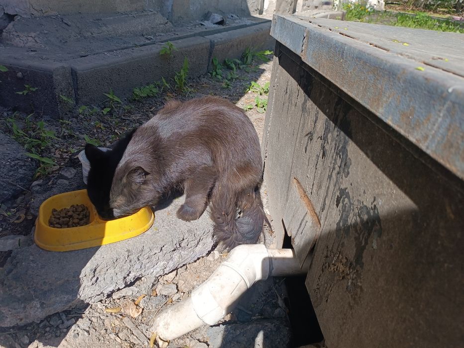 Отдам кошку девочка