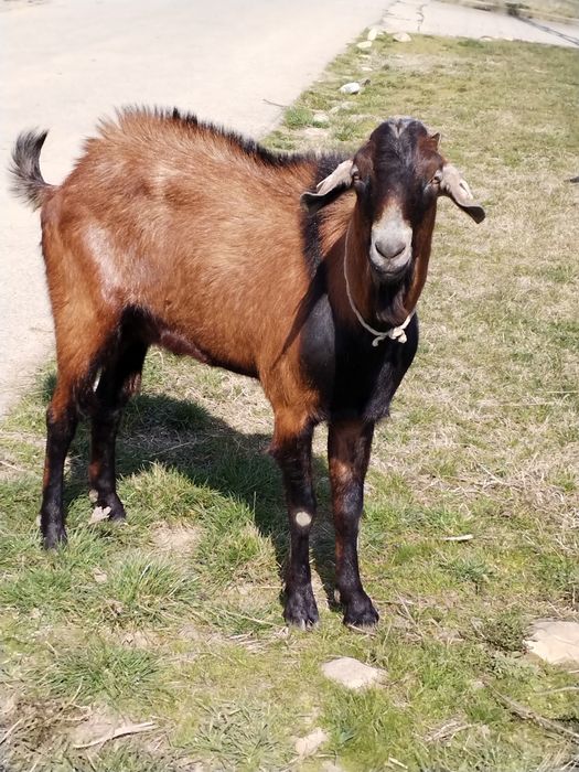 Țap metis Anglonublian