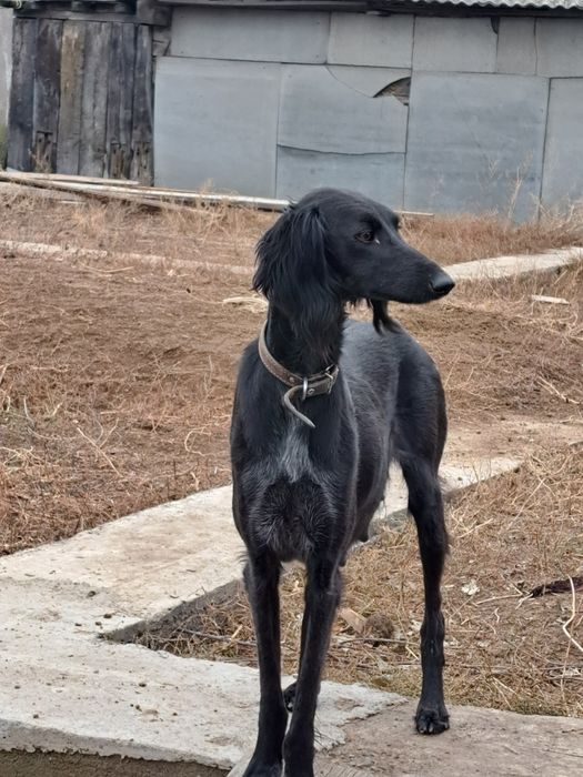 Тазы күшіктері сатылады