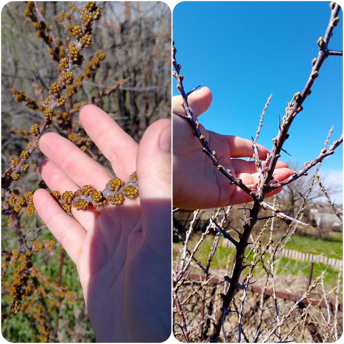 Облепиха кусты парные