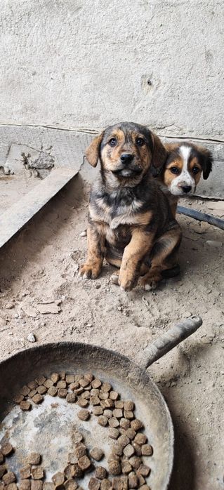 Отдам щенка, помесь Стаффорда и спаниеля