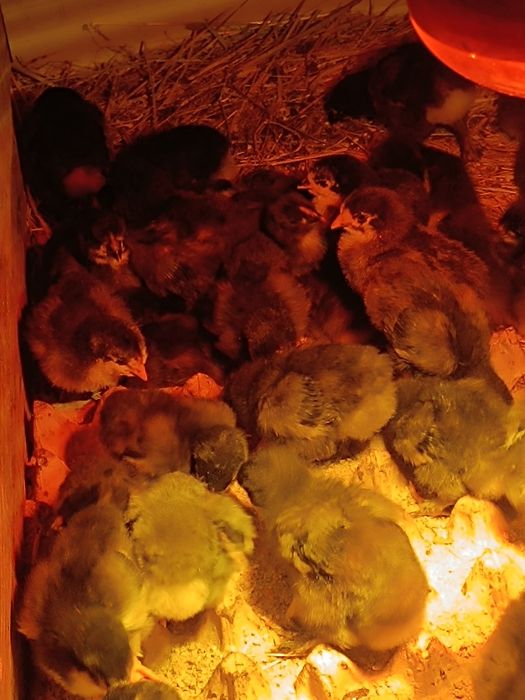 Балапан.Цеплята.