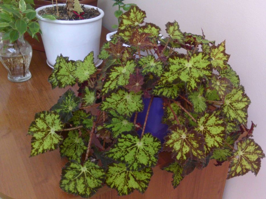 дигитална камера     50 МРх