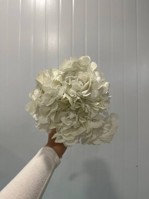 Пышные гортензии - объём, нежность и эффектный вид