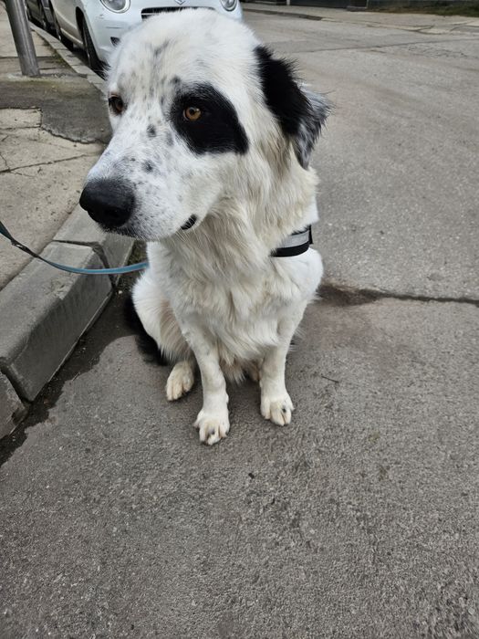 Бруно търси своя дом!