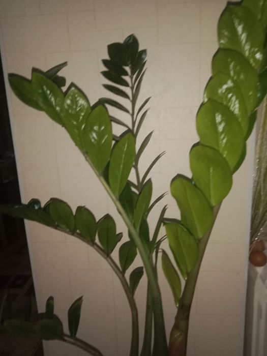 Замиокулькас (Долларовое дерево)